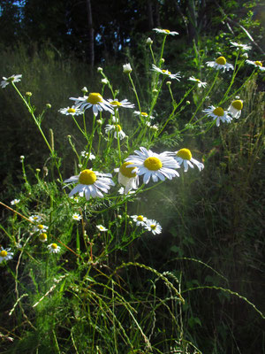 Geruchlos-Ruderalkamille (Tripleurospermum indorum)