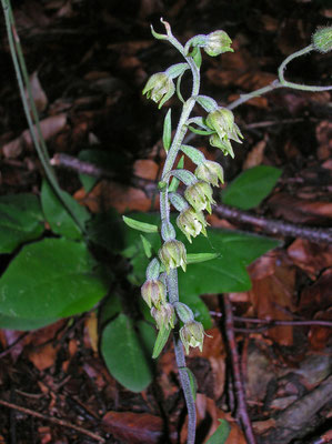 Kleinblatt-Ständelwurz (Epipactis microphylla)