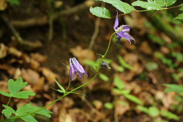 Gewöhnliche Akelei (Aquilegia vulgaris) | Familie: Hahnenfußgewächse