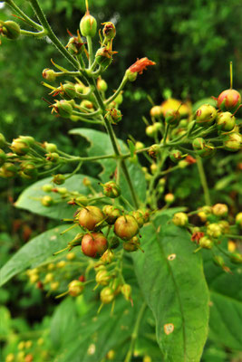 Gewöhnlicher Gilbweiderich (Lysimachia vulgaris)