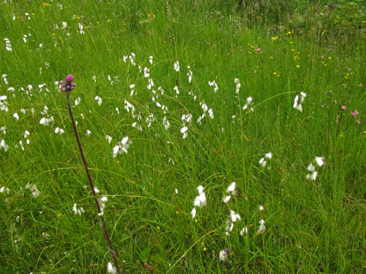 Schmalblatt-Wollgras (Eriophorum angustifolium)