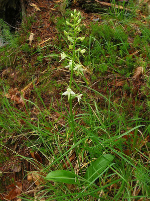 Weiß-Waldhyazinthe (Platanthera bifolia)