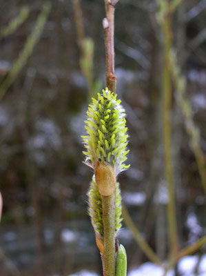 Korb-Weide (Salix viminalis) | weibliche Blüte