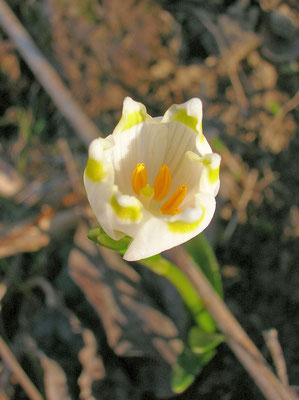 Frühlings-Knotenblume (Leucojum vernum) 