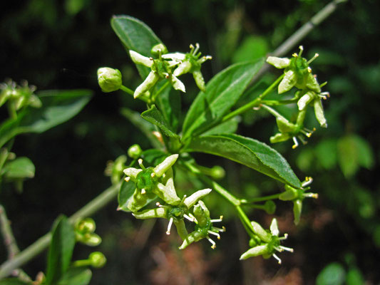 Gewöhnliches Pfaffenkäppchen (Euonymus europaeus)