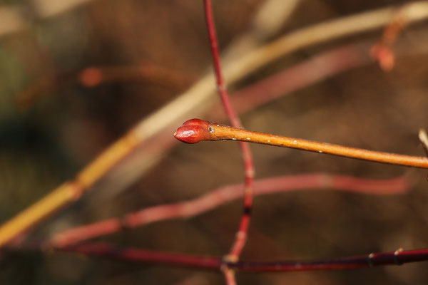 Winter-Linde (Tilia cordata) | Fam. Malvengewäche (Malvaceae)