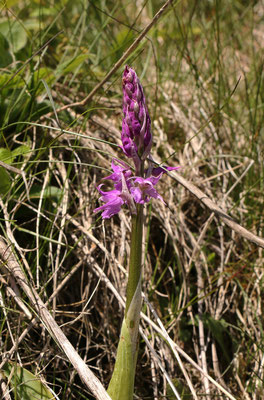 Prächtiges Knabenkraut (Orchis mascula subsp. signifera)