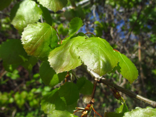 Zitter-Pappel (Populus tremula)