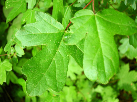 Feld-Ahorn (Acer campestre)