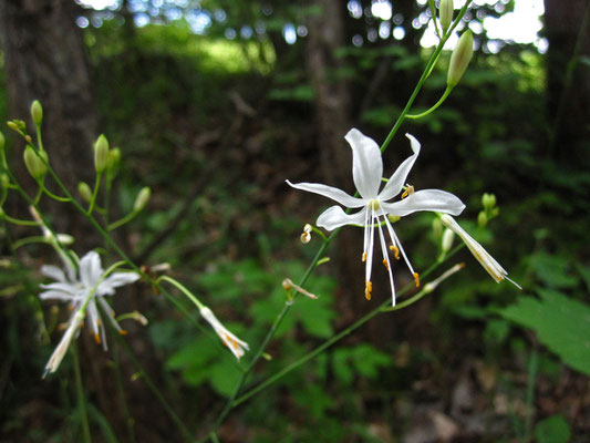 Rispen-Graslilie (Anthericum ramosum)