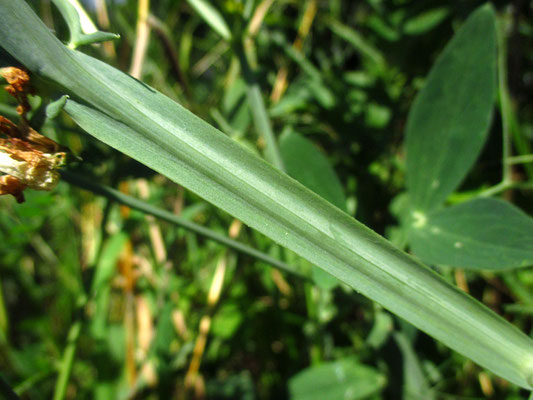 Breitblatt-Platterbse (Lathyrus latifolius)