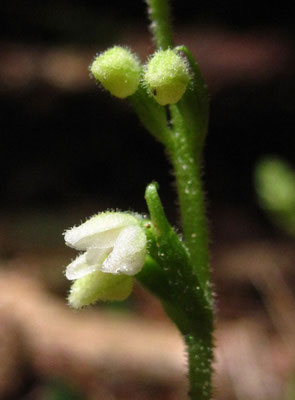 Kriech-Netzblatt (Goodyrea repens)