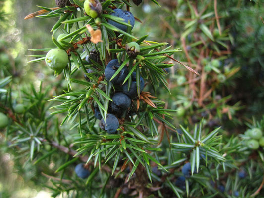 Echter Wacholder (Juniperus communis)