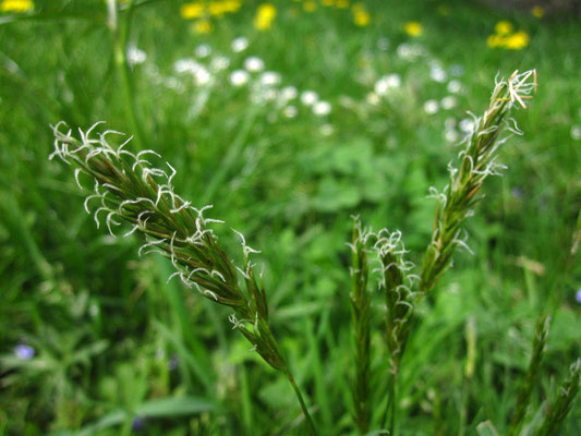 Wiesen-Ruchgras (Anthoxanthum odoratum)