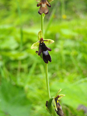 Fliegen-Ragwurz (Ophrys insectifera)