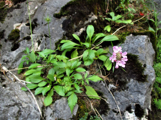 Glanz-Skabiose (Scabiosa lucida) | Fam. Kardengewächse (Dipsacaceae)