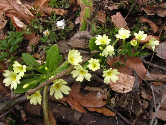 Erd-Primel (Primula vulgaris)