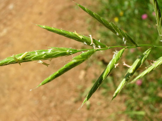 Fieder-Zwenke (Brachypodium pinnatum)