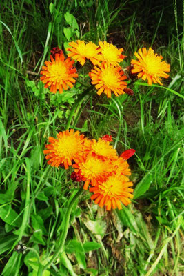 Orange-Habichtskraut (Hieracium aurantiacum) | Fam. Korbblütler (Asteraceae)