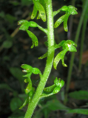 Groß-Zweiblatt (Listera ovata)