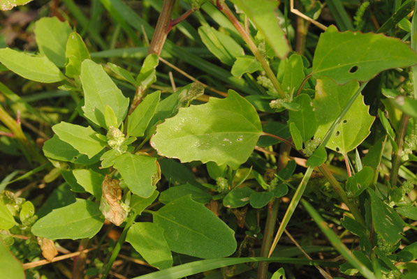 Streifen-Gänsefuß (Chenopodium strictum)