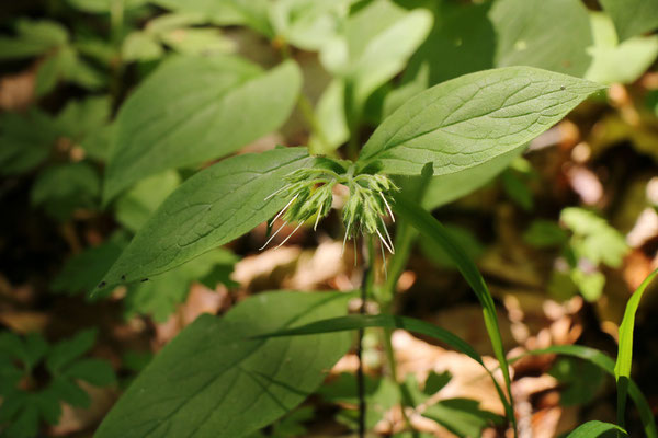 Knoten-Beinwell (Symphytum tuberosum)