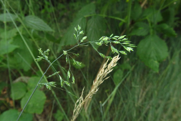 Steirisches Rispengras (Poa stiriaca)