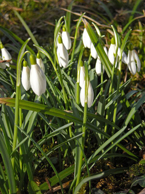 Schneeglöckchen (Galanthus nivalis) 