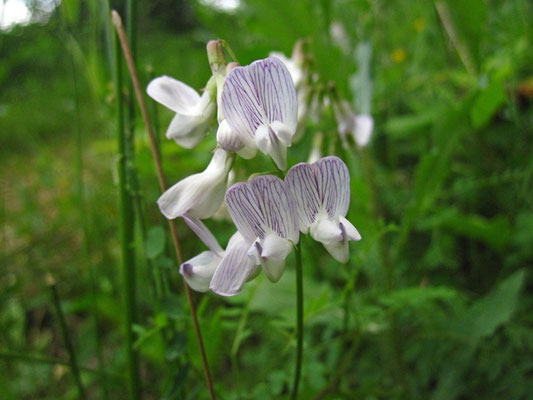 Wald-Wicke (Vicia sylvatica)