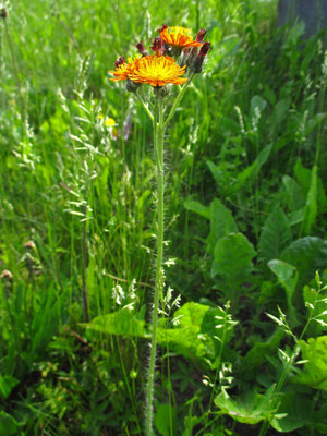 Orange-Habichtskraut (Hieracium aurantiacum)