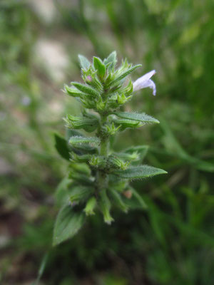 Gewöhnlicher Steinquendel (Clinopodium acinos)