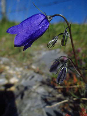 Scheuchzer-Glockenblume (Campanula scheuchzeri)