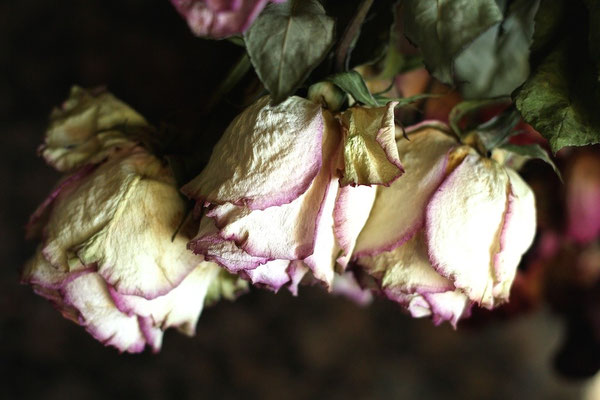 Roses fripées