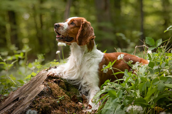 2020 im Wald