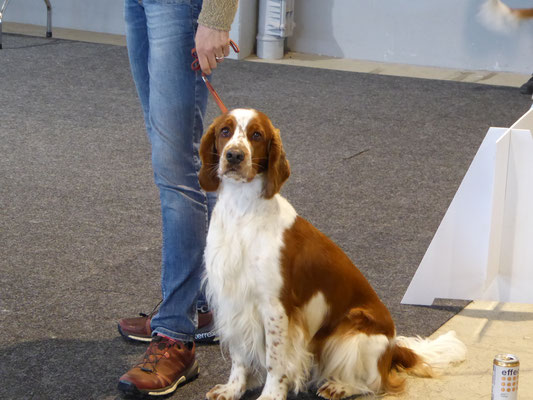 Beste der Rasse bei der Ausstellung in Offenburg