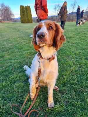 Das Streberlein auf dem Hundeplatz :)