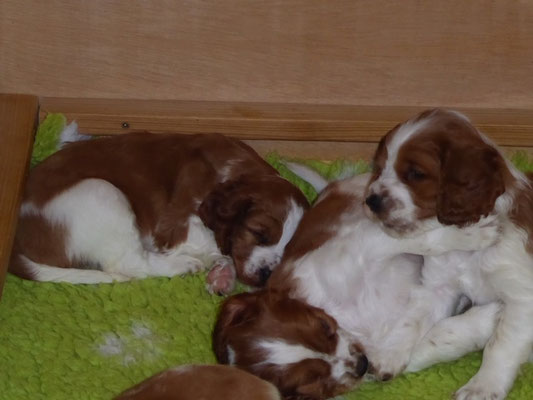 Arya schläft und die Jungs toben...