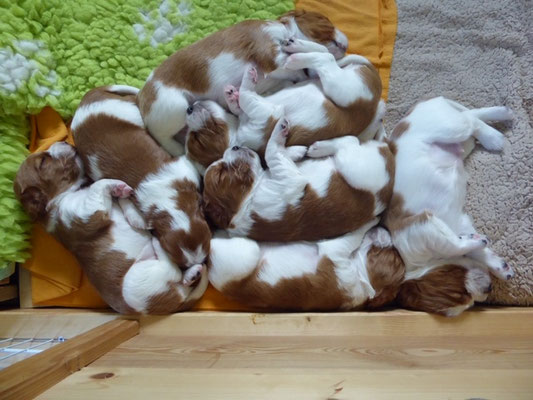 Rudelkuscheln