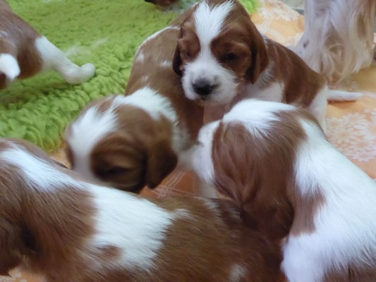 wieder kuscheln