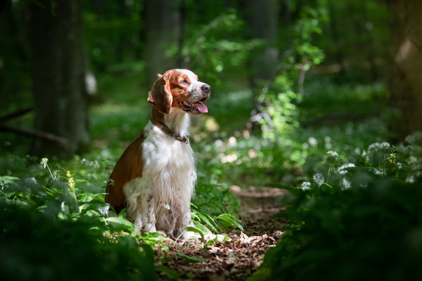 2020 angestrahlt im Wald