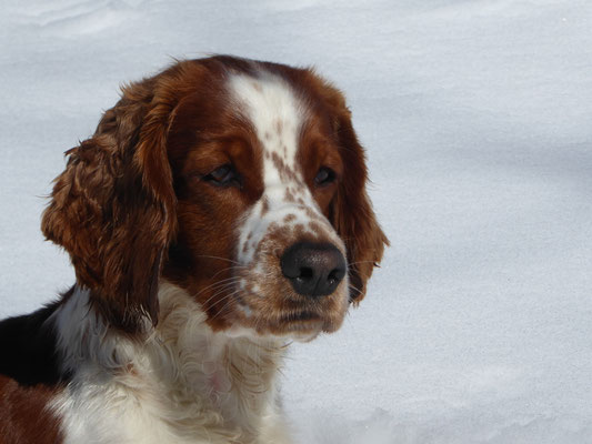 Im Schnee