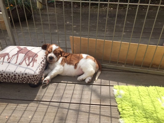 Amy genießt die Sonne