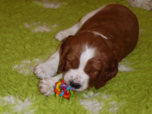 Arya spielt gerne alleine