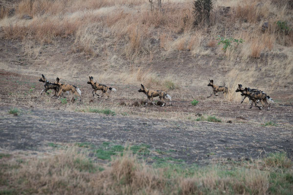 Im Chobe-Nationalpark, Botswana