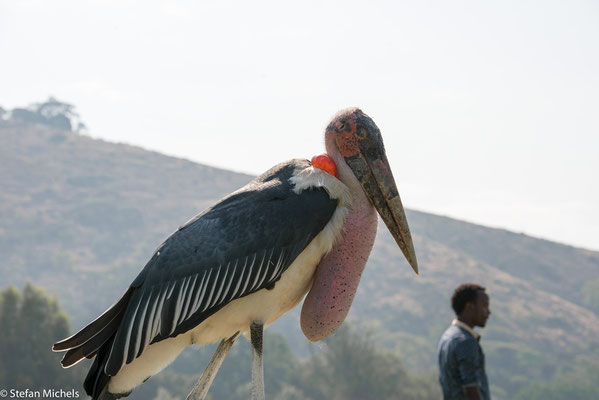 Der Marabu (Leptoptilos crumeniferus) ist eine in Afrika vorkommende Vogelart aus der Familie der Störche (Ciconiidae).