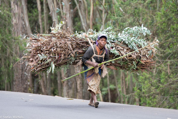 Addis- Vom Berg Entoto schaffen die Frauen riesige Reisigbüntel als Feuerholz vom Berg.