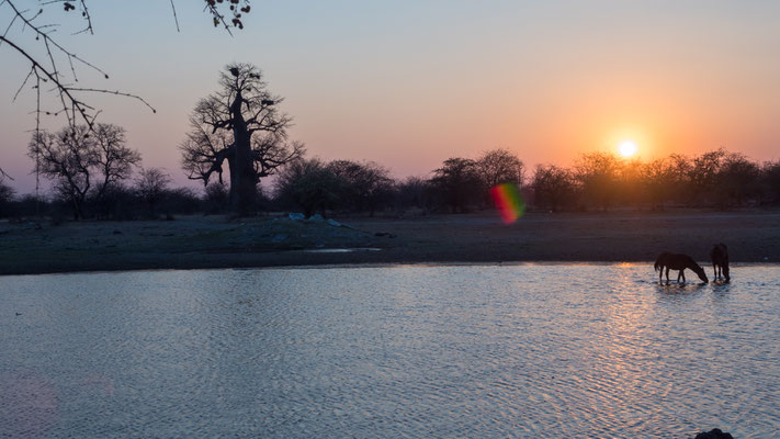 Im Okavango-Delta.