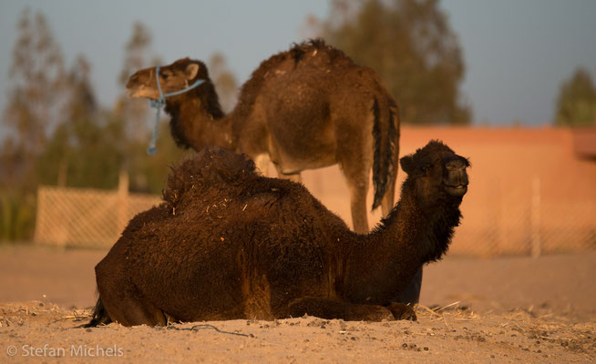 Sahara -Durch die assyrische Eroberung Ägyptens im 7. Jahrhundert v. Chr. kam das Kamel nach Afrika und löste das Pferd als wichtigstes Lastentier ab