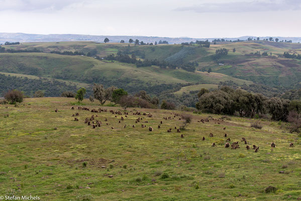 Simien-Gebirge - auf 3.300 Meter unternehmen wir eine kleine Wanderung zu den Descheladas, eine endemische Pavianart.