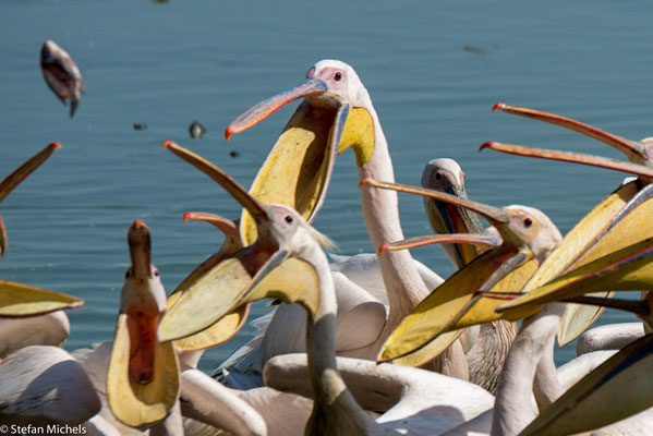 Die Nahrung der Pelikane besteht fast ausschließlich aus Fischen.